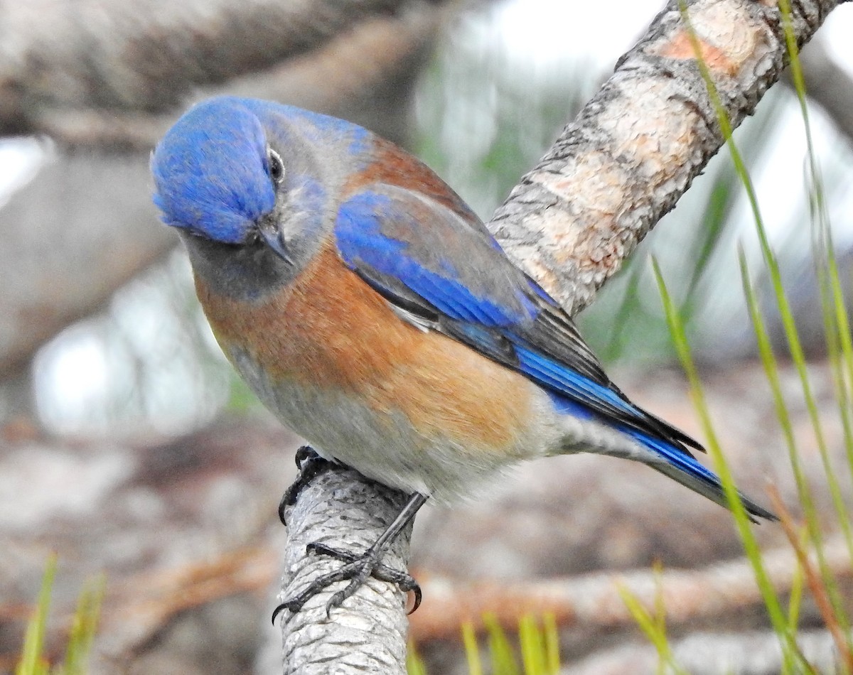 Western Bluebird - ML613067141