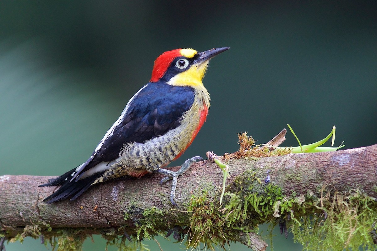 Yellow-fronted Woodpecker - Luiz Matos