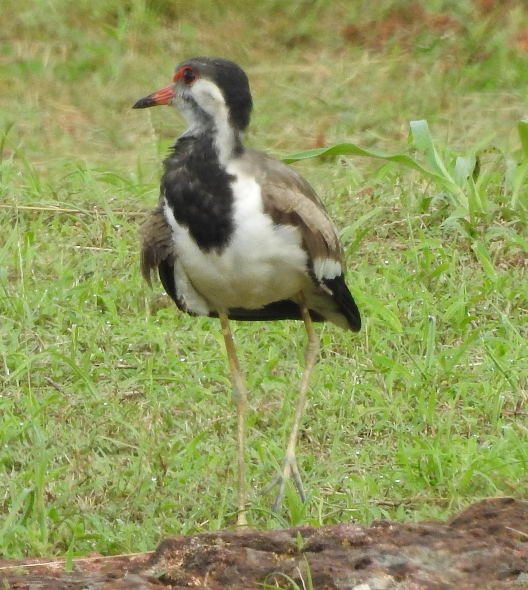 Red-wattled Lapwing - ML613067263