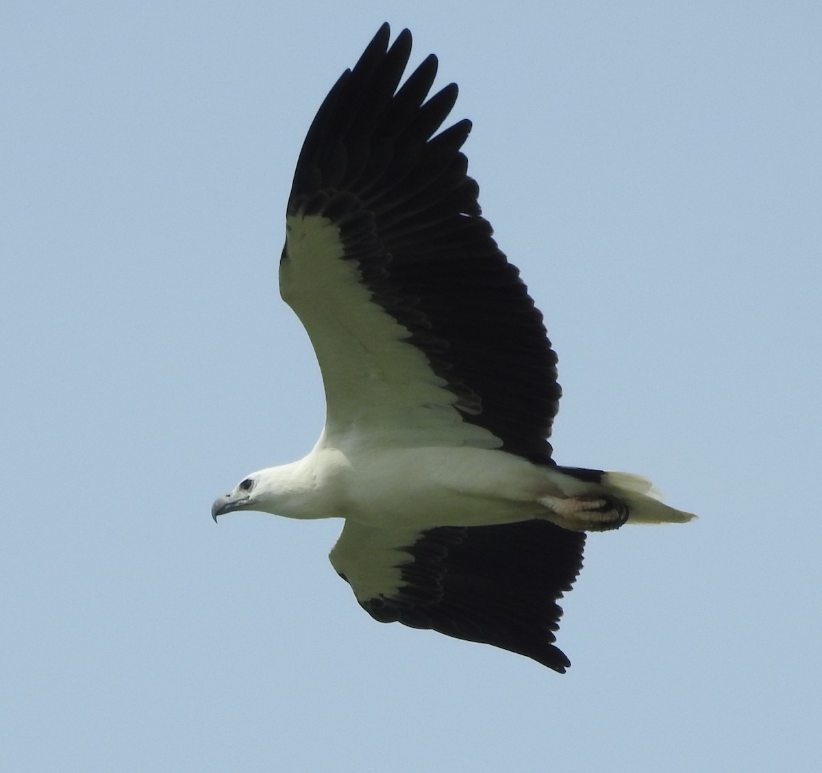 White-bellied Sea-Eagle - ML613067270