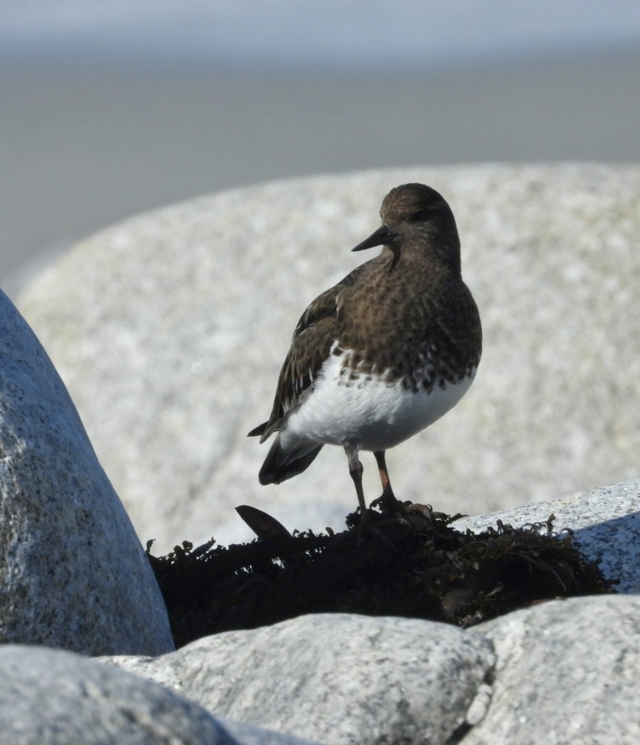 Black Turnstone - Della Bossart