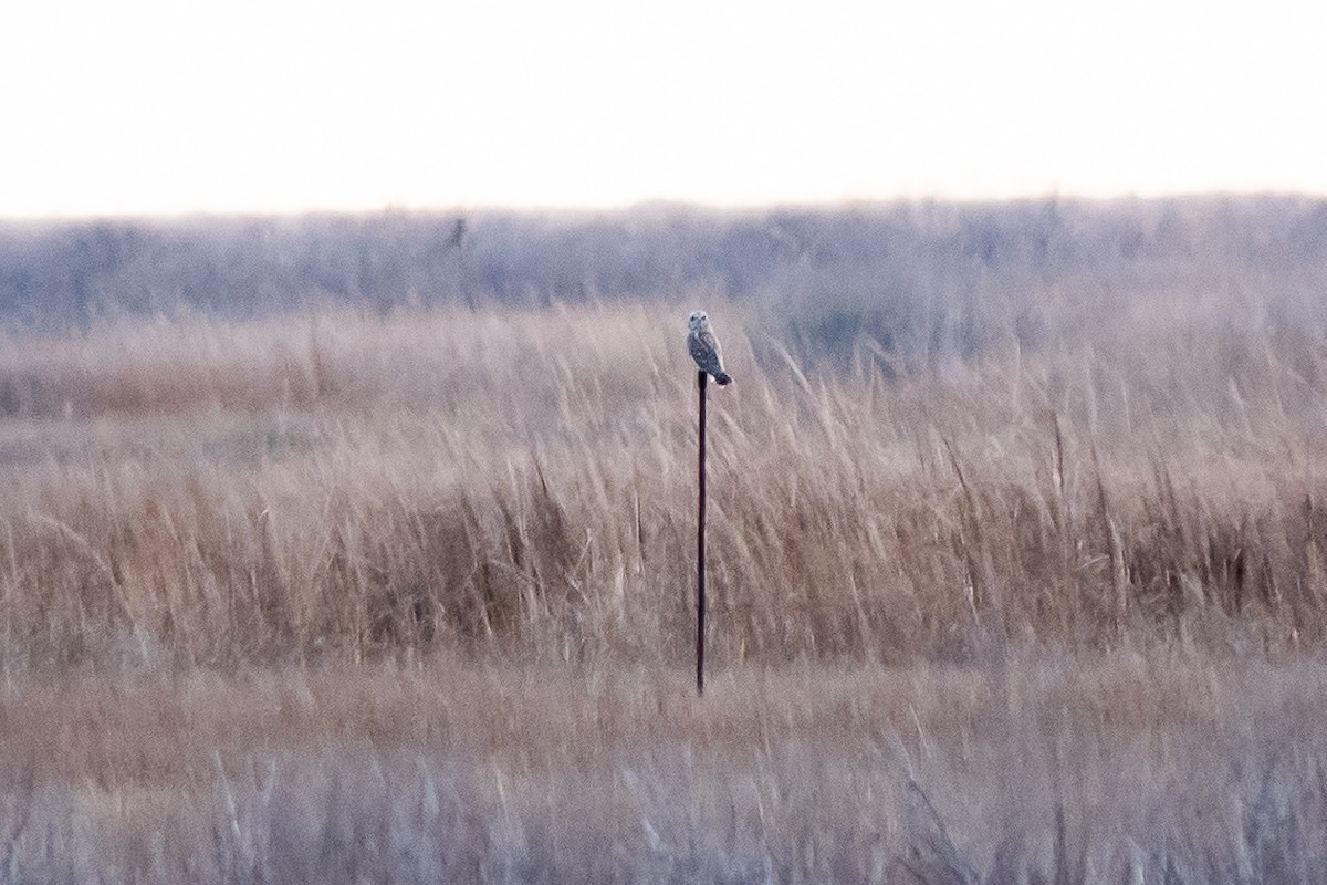 Short-eared Owl - ML613067343