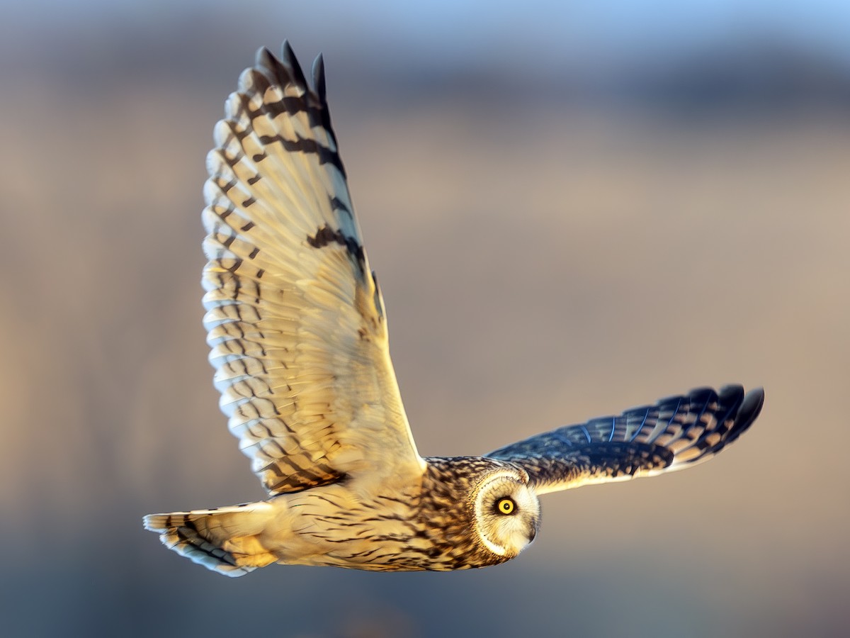 Short-eared Owl - Peter Kondrashov