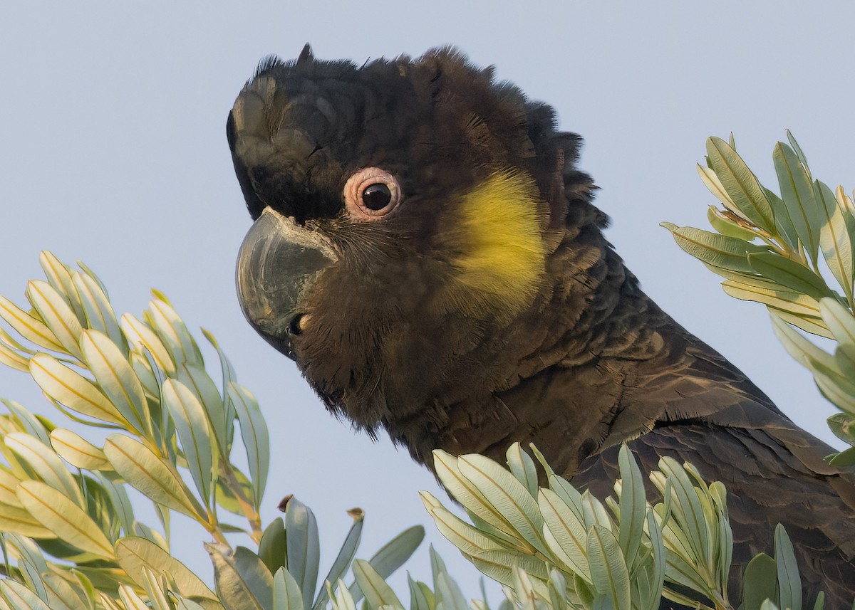 Yellow-tailed Black-Cockatoo - ML613067395