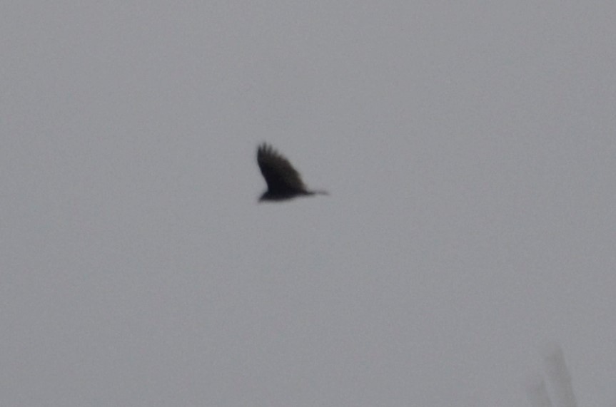 Turkey Vulture - Larry Clarfeld