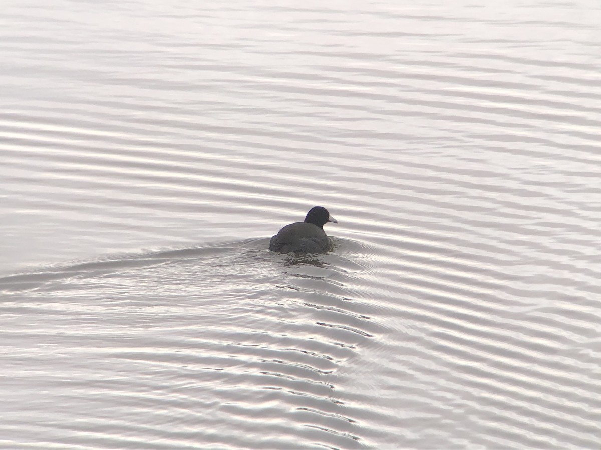 American Coot - ML613067510