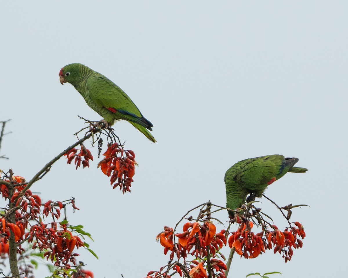 Tucuman Parrot - Anthony Kaduck