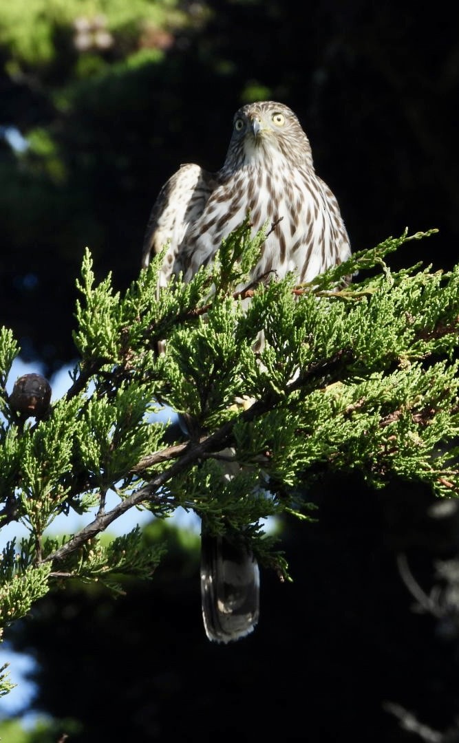 Cooper's Hawk - Della Bossart