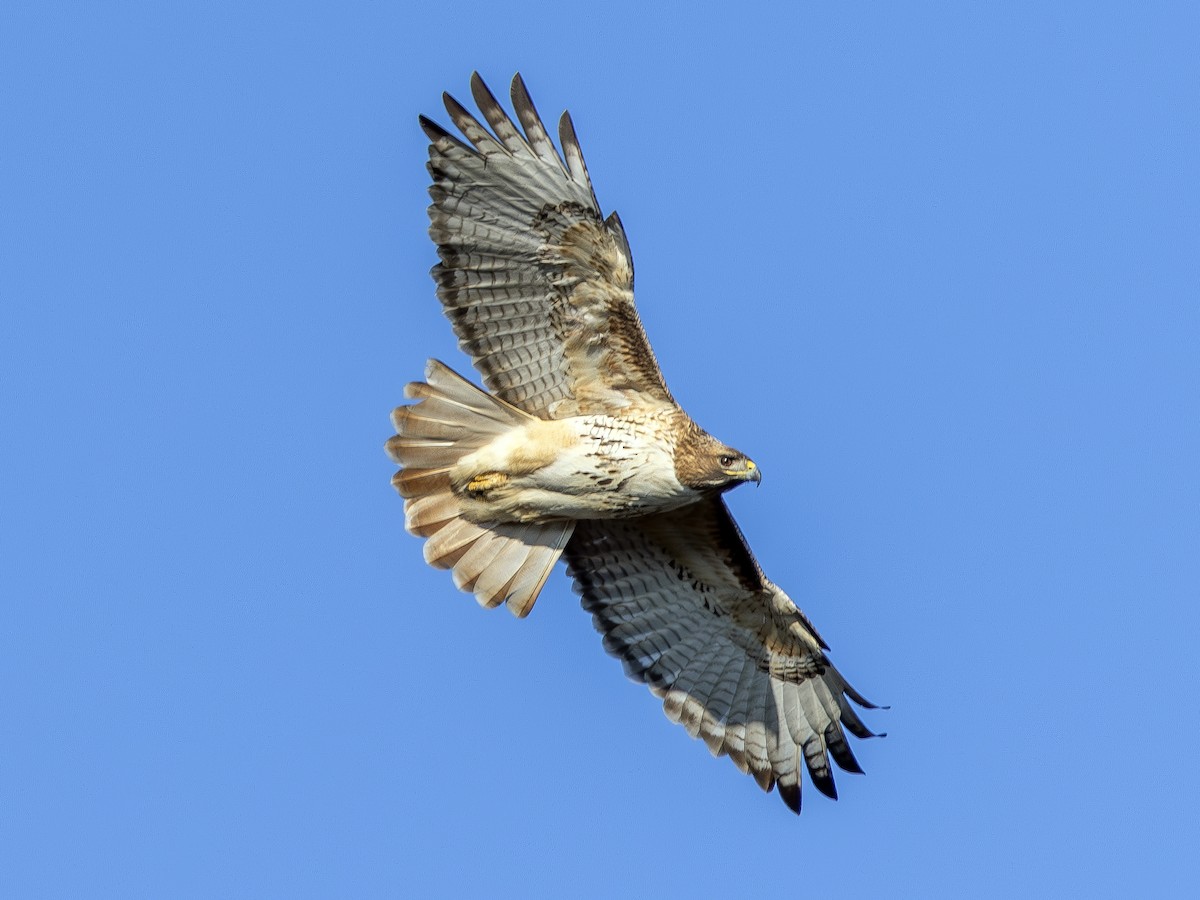 Red-tailed Hawk (borealis) - Peter Kondrashov