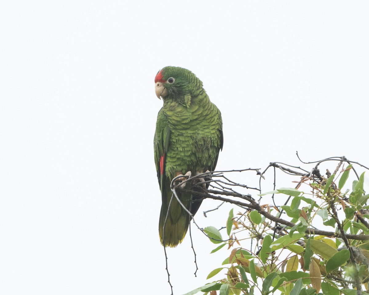 Tucuman Parrot - Anthony Kaduck