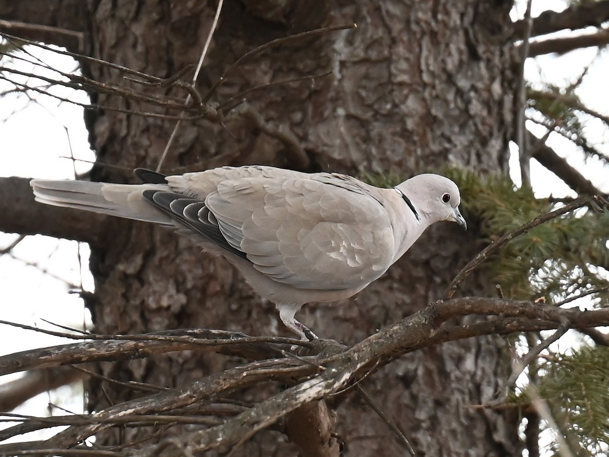 Eurasian Collared-Dove - Dan Mason