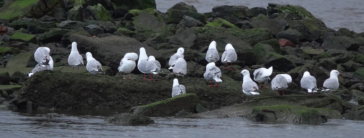 racek australský (ssp. scopulinus) - ML613067750