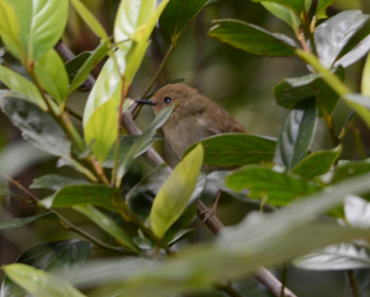 Atherton Scrubwren - ML613067833