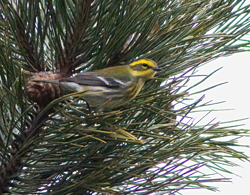 Townsend's Warbler - ML613067855