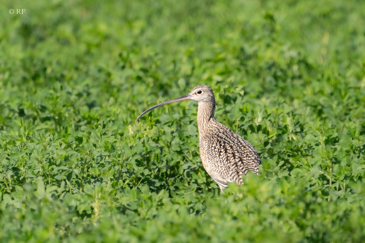 Long-billed Curlew - ML613067860