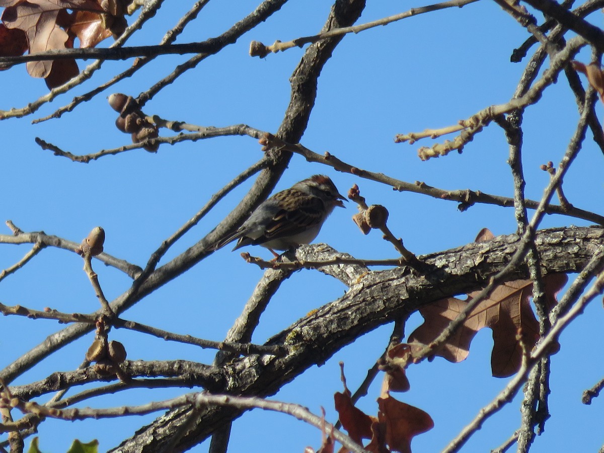 Chipping Sparrow - ML613067868