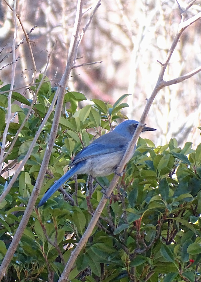 California/Woodhouse's Scrub-Jay - ML613067964