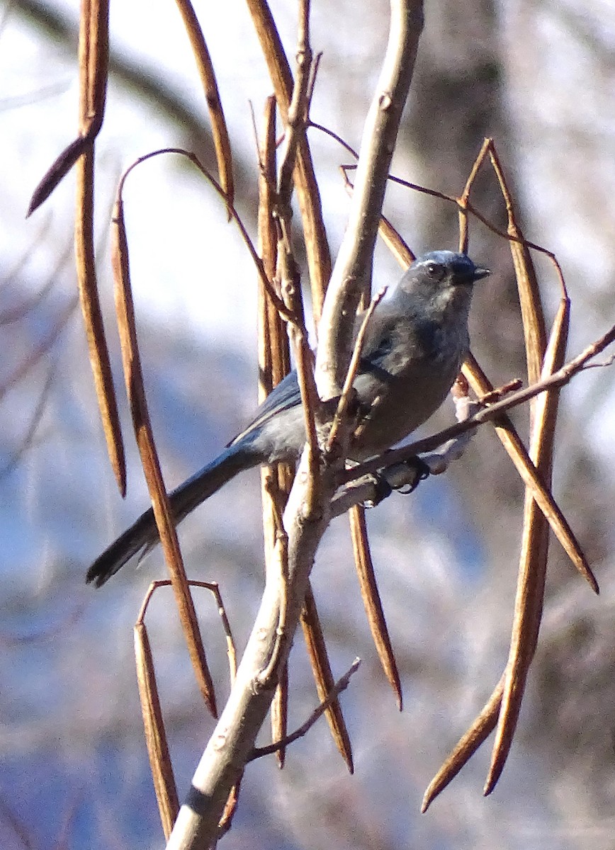 California/Woodhouse's Scrub-Jay - ML613067965