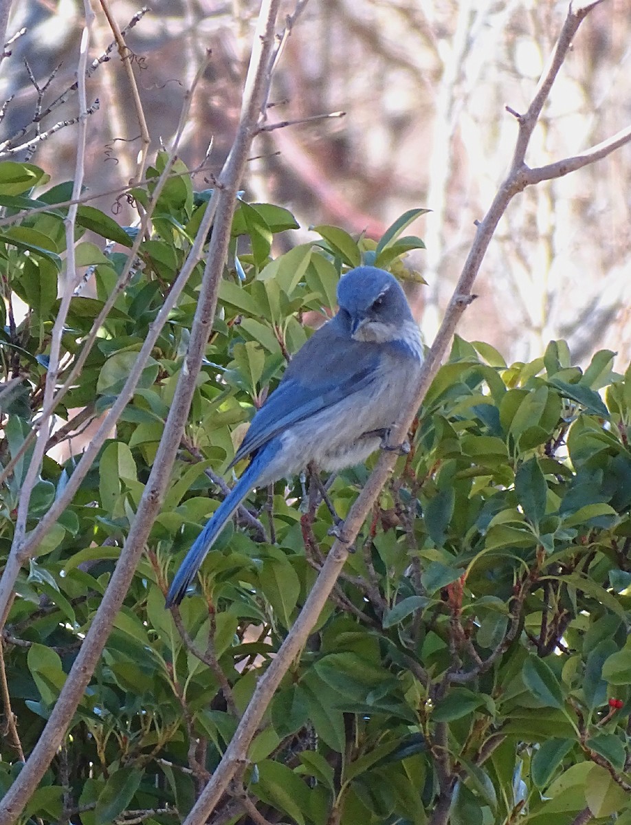 California/Woodhouse's Scrub-Jay - ML613067966