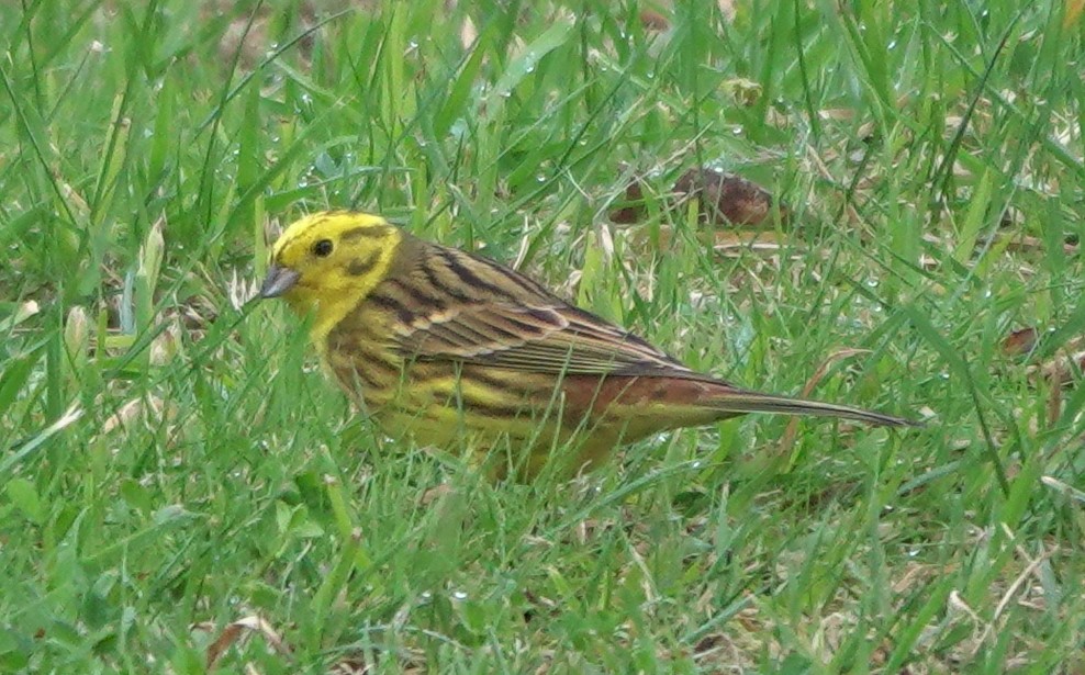 Yellowhammer - ML613067982