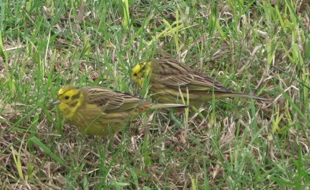 Yellowhammer - ML613067987