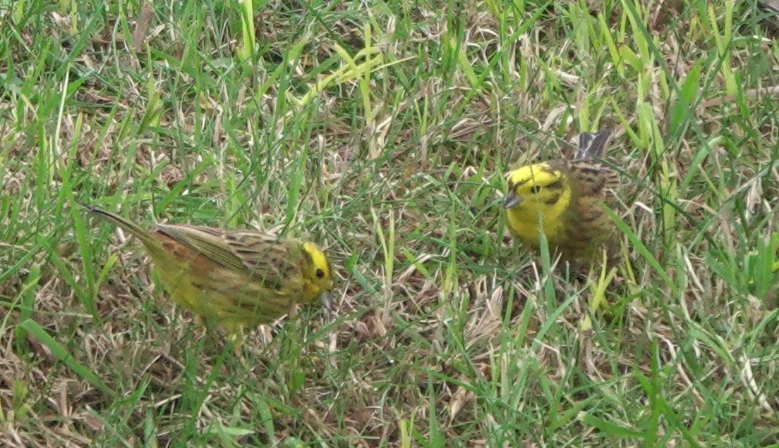 Yellowhammer - ML613067990