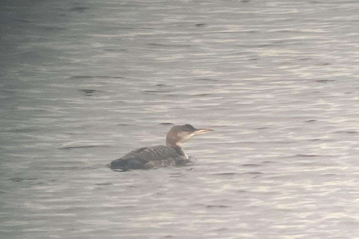 Common Loon - ML613067997