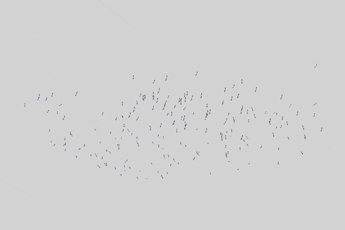 Пелікан рогодзьобий - ML613068049