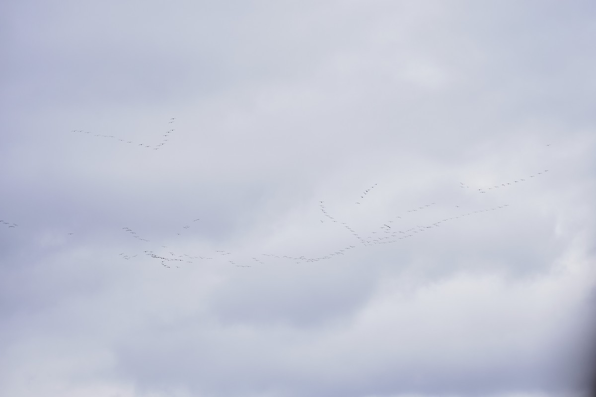 American White Pelican - ML613068050