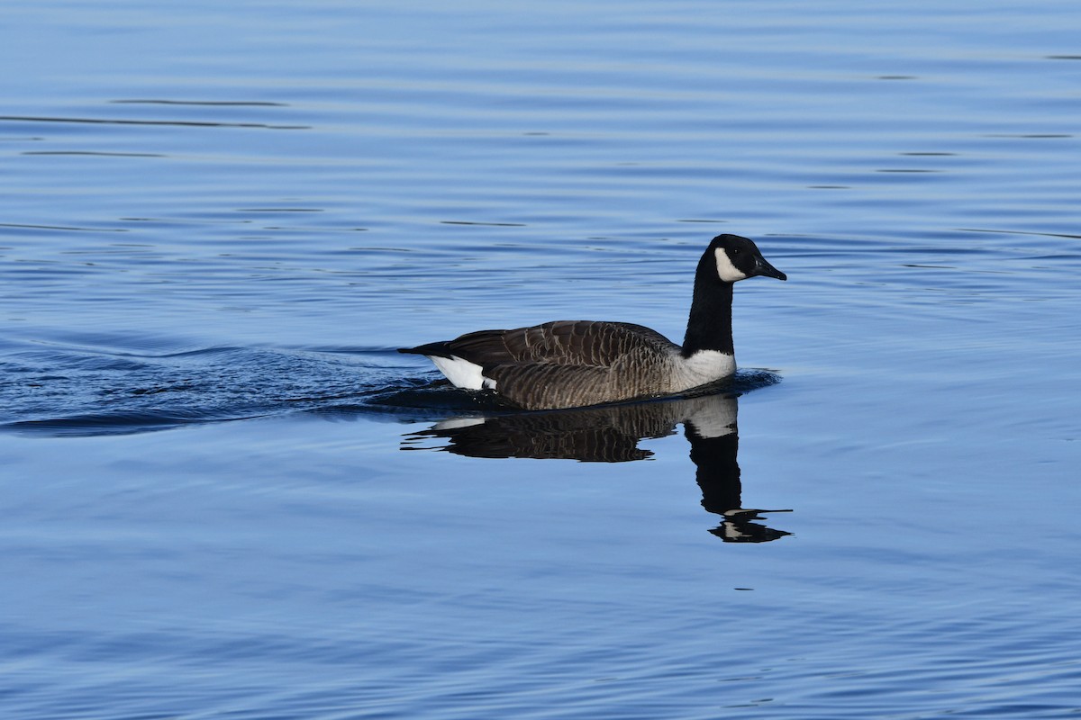 Canada Goose - ML613068051