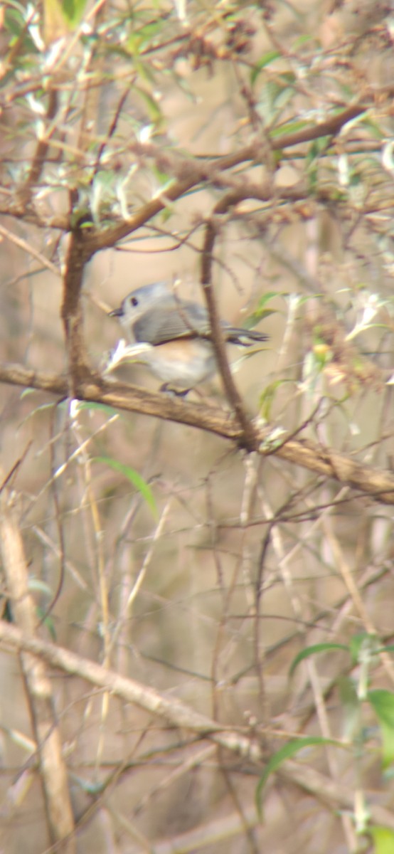 Tufted Titmouse - ML613068065