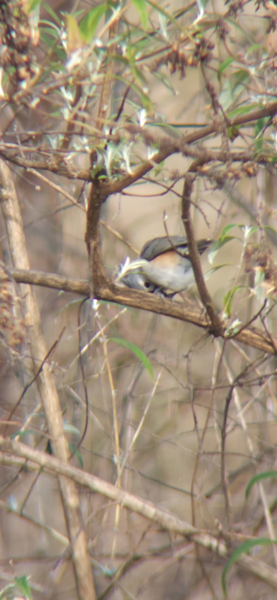 Tufted Titmouse - ML613068066