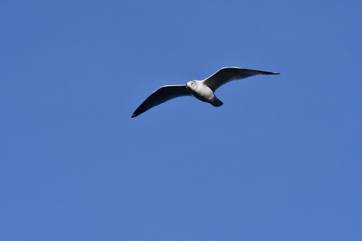 Ring-billed Gull - ML613068073