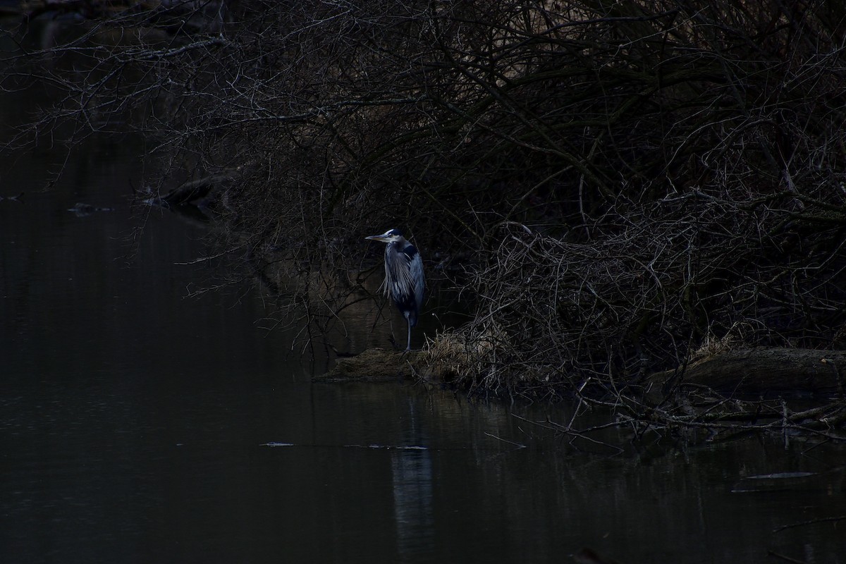 Great Blue Heron - Tony Hintze