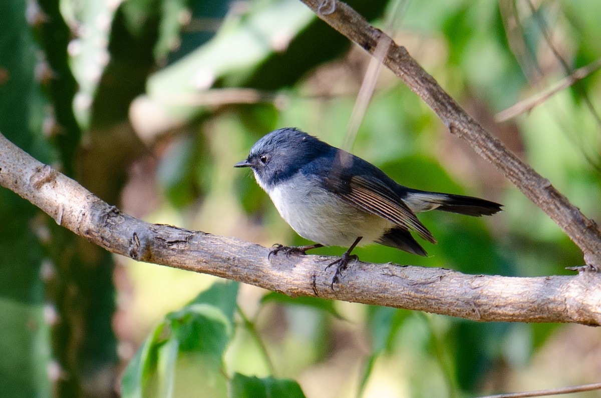 Slaty-blue Flycatcher - ML613068087