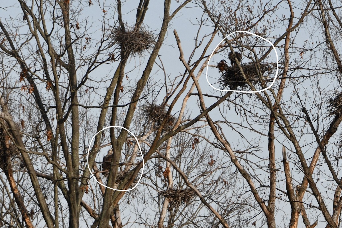 Bald Eagle - ML613068100