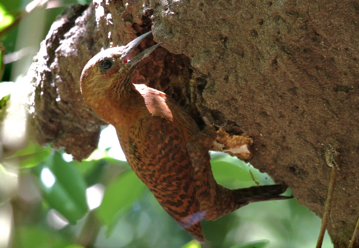 Rufous Woodpecker - ML613068126