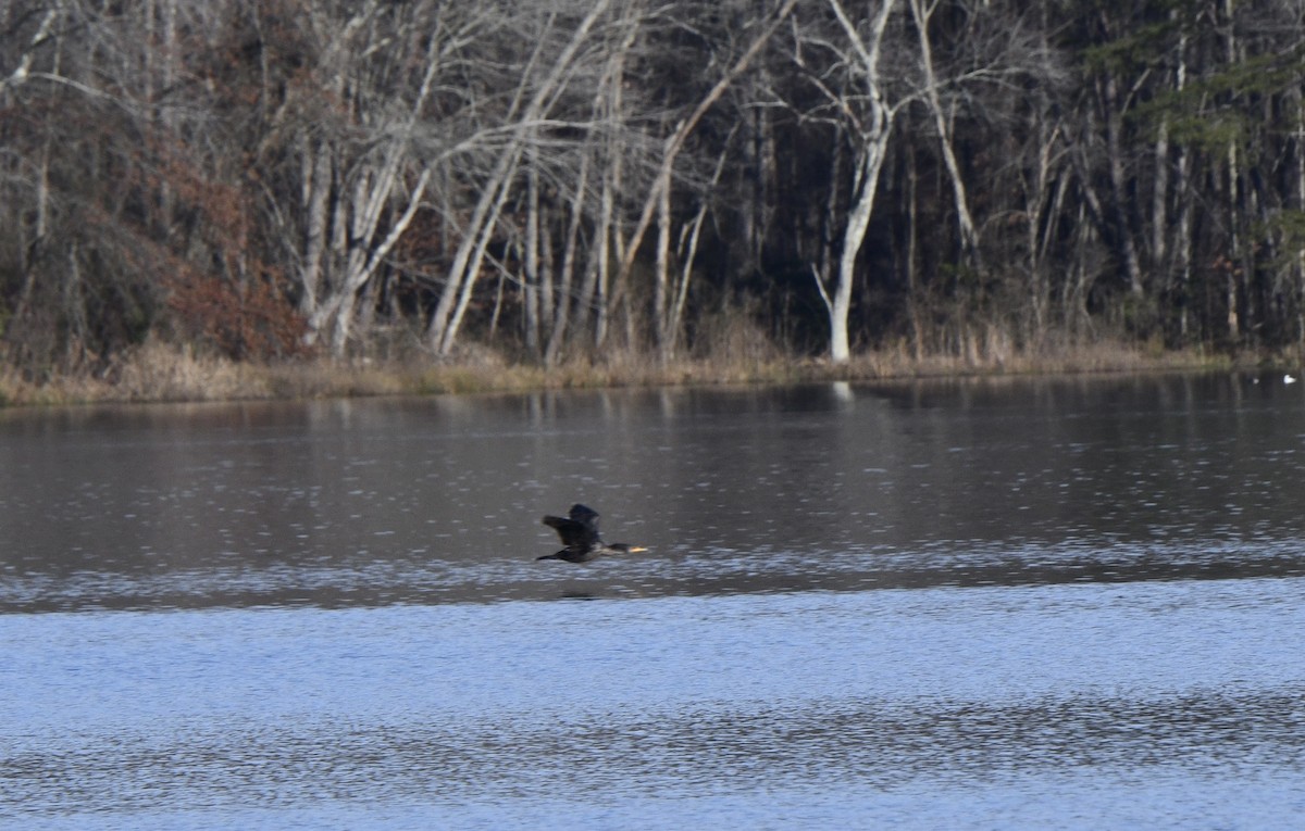 Double-crested Cormorant - ML613068143