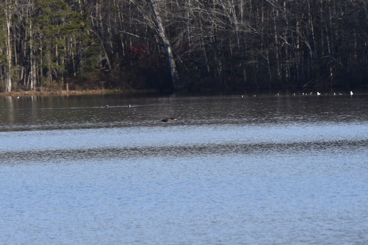 Double-crested Cormorant - ML613068144