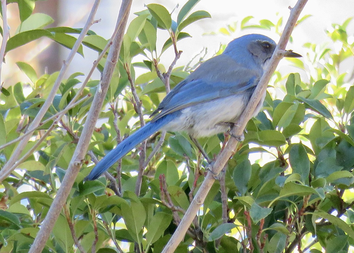 California/Woodhouse's Scrub-Jay - ML613068169