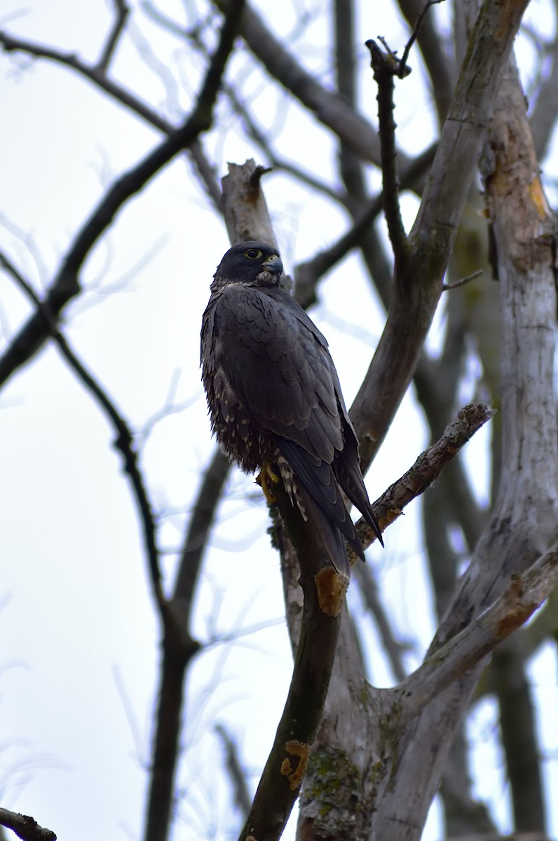 Peregrine Falcon - Tony Hintze