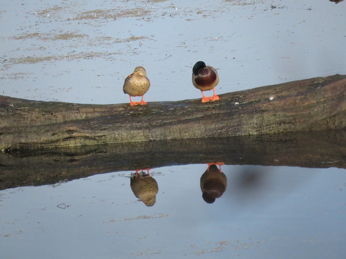 Mallard - Isaac Aronow