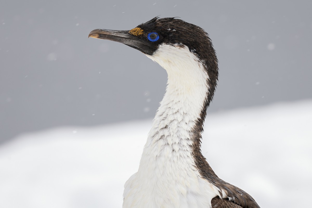 Antarctic Shag - Julie Edgley