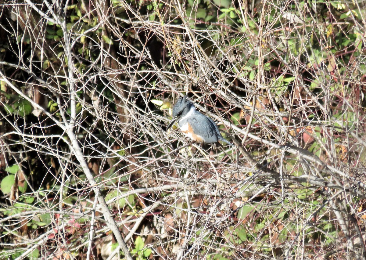 Belted Kingfisher - Isaac Aronow