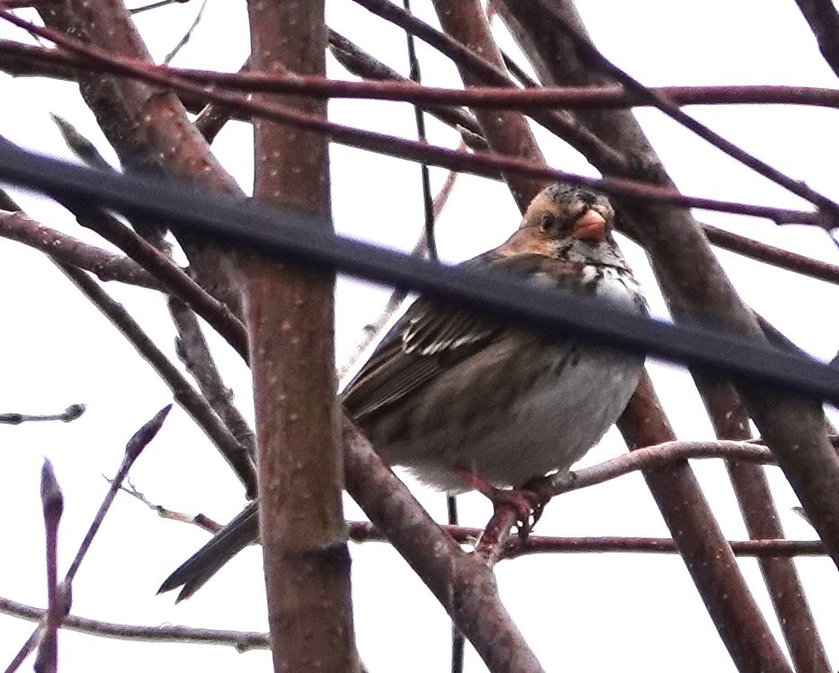 Harris's Sparrow - ML613068288