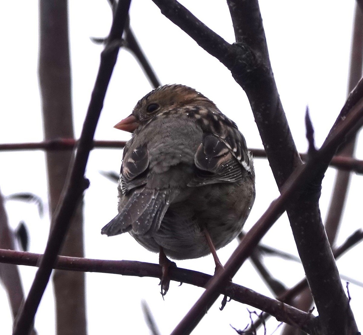 Harris's Sparrow - ML613068290