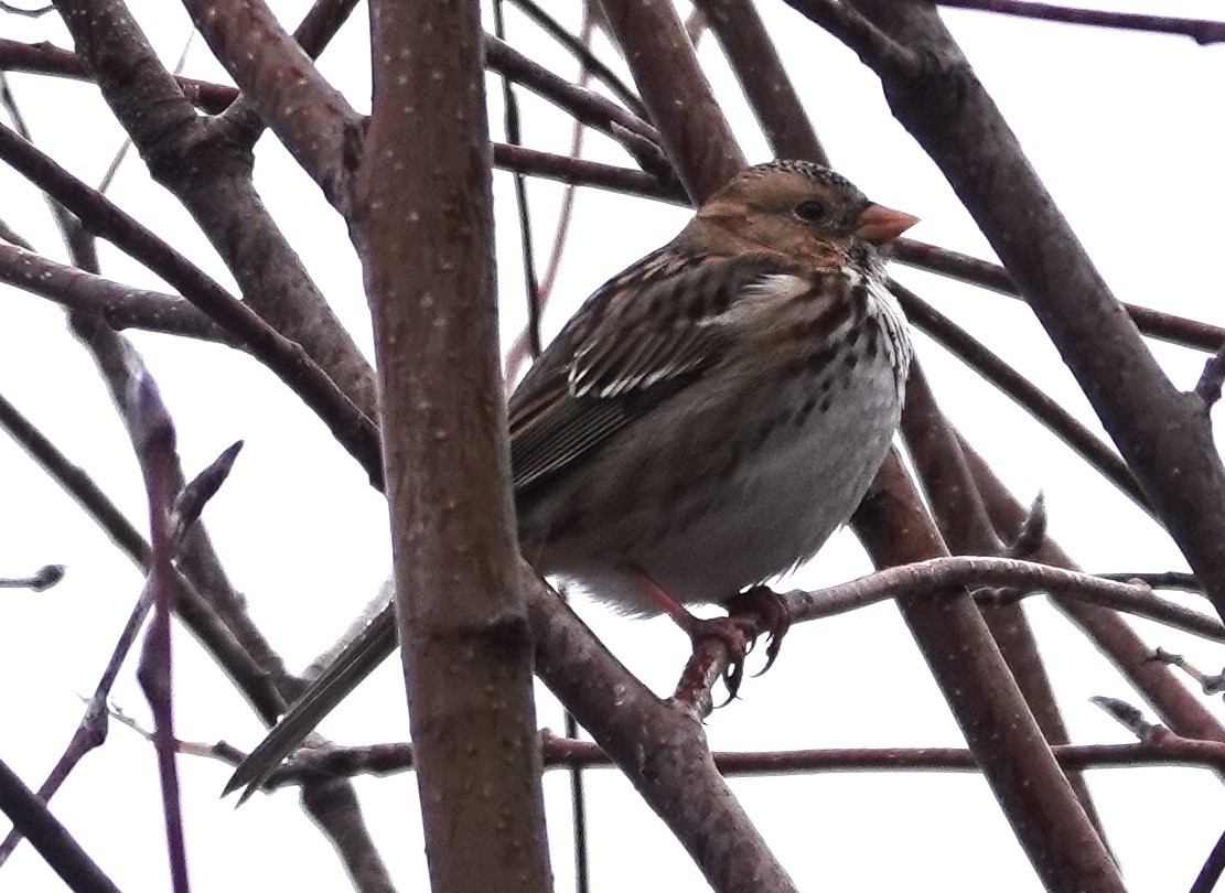 Harris's Sparrow - ML613068292