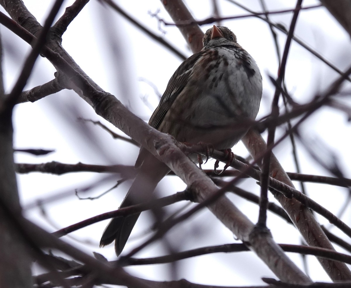 Harris's Sparrow - ML613068297