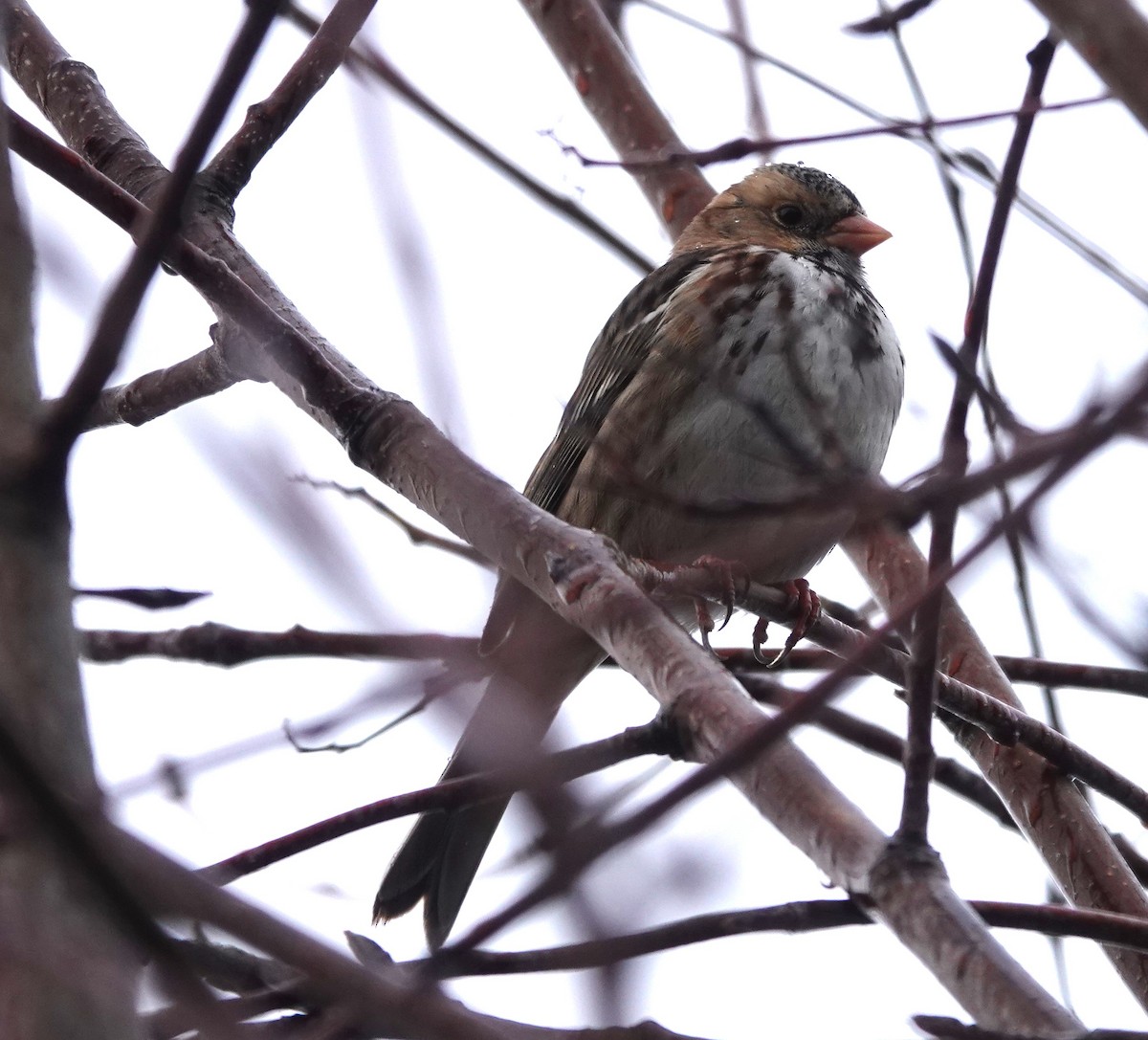 Harris's Sparrow - ML613068298