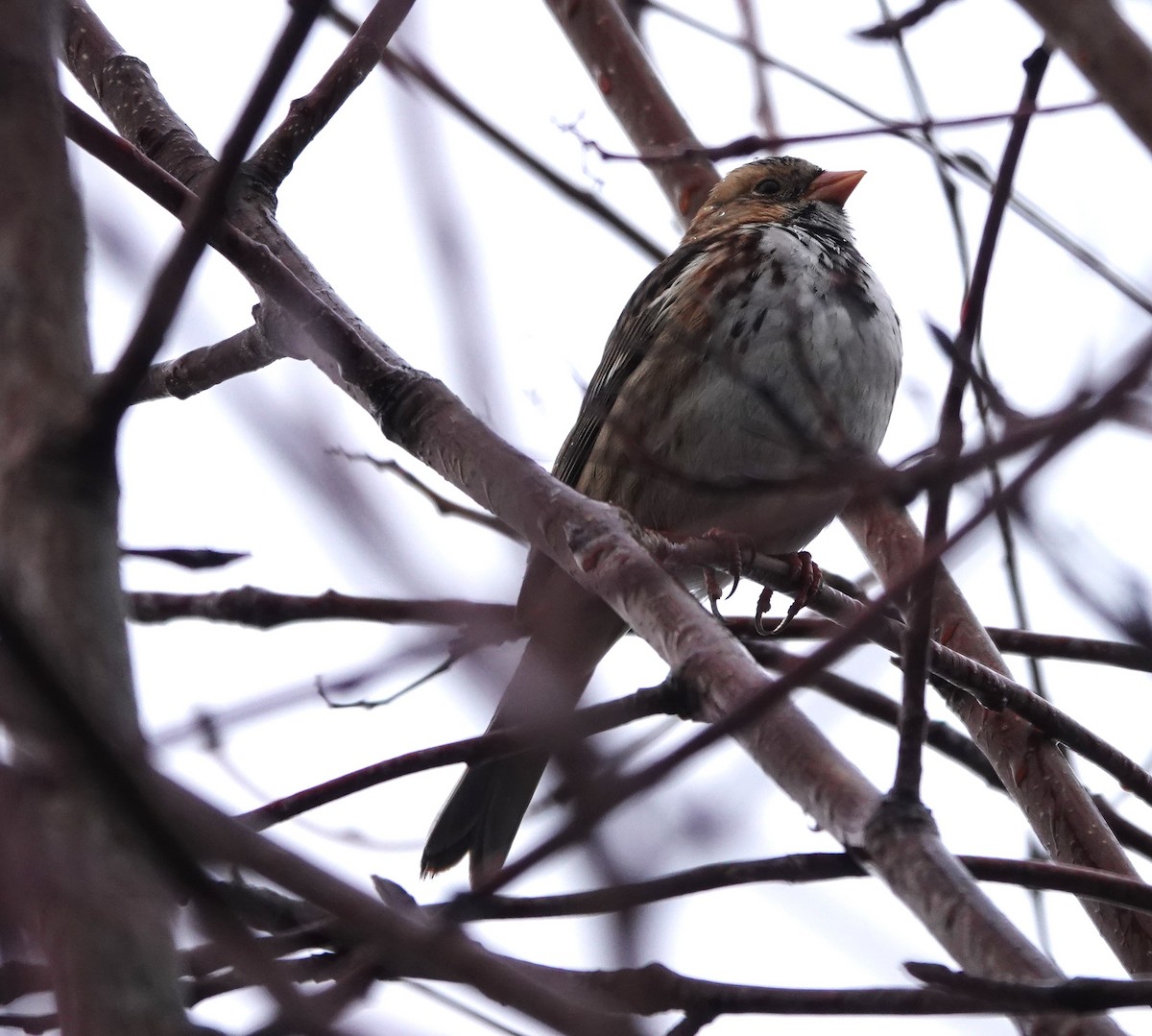 Harris's Sparrow - ML613068299